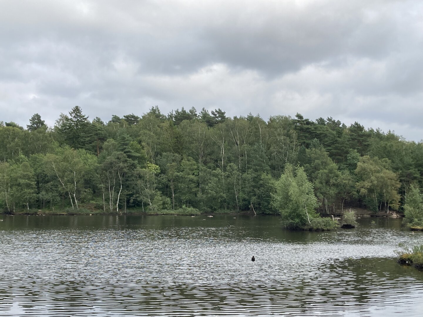 Small lake in a forest with some water birds
