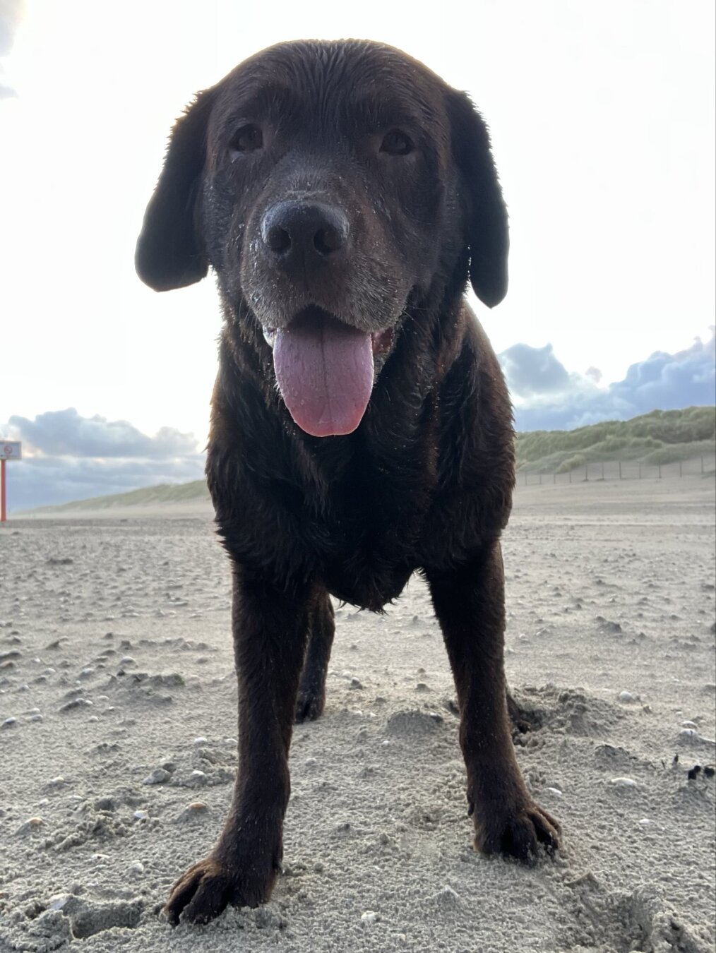A very cute labrador on the beach with her tongue out