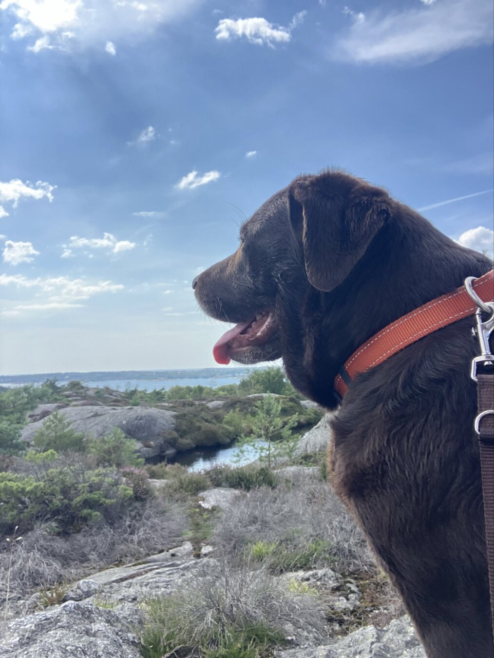 A cute brown labrador on a hike over large rocks