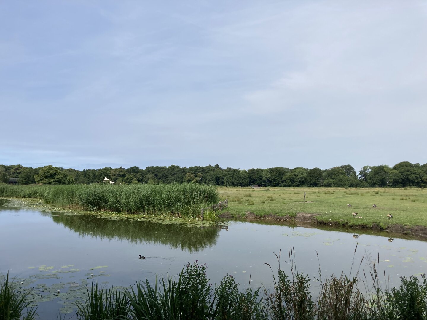 Meadow with lots of geese and a pond in front of it with water birds