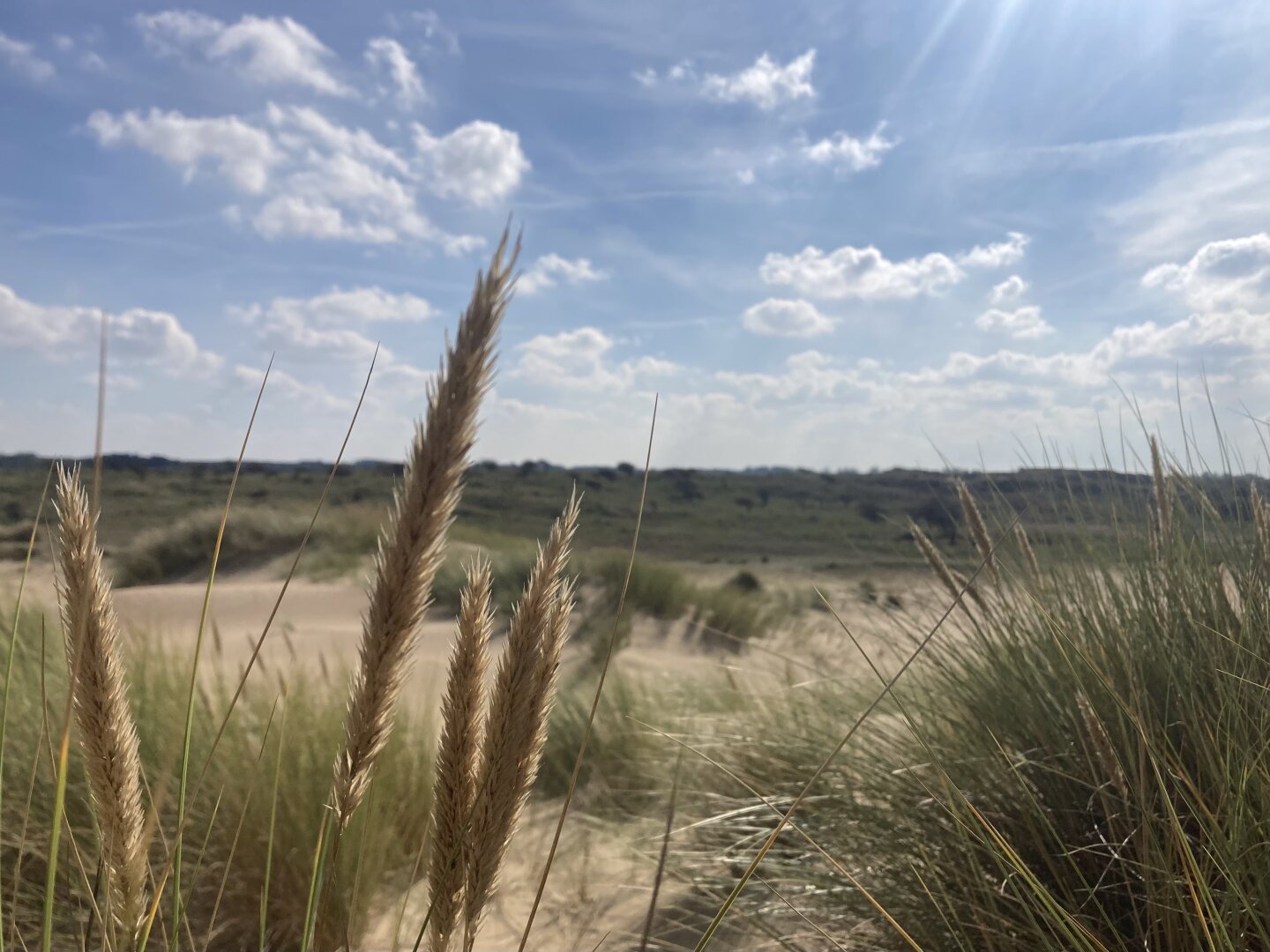 Plants in a nature landscape view