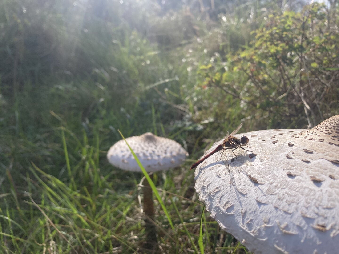 Dragonfly on mushroom