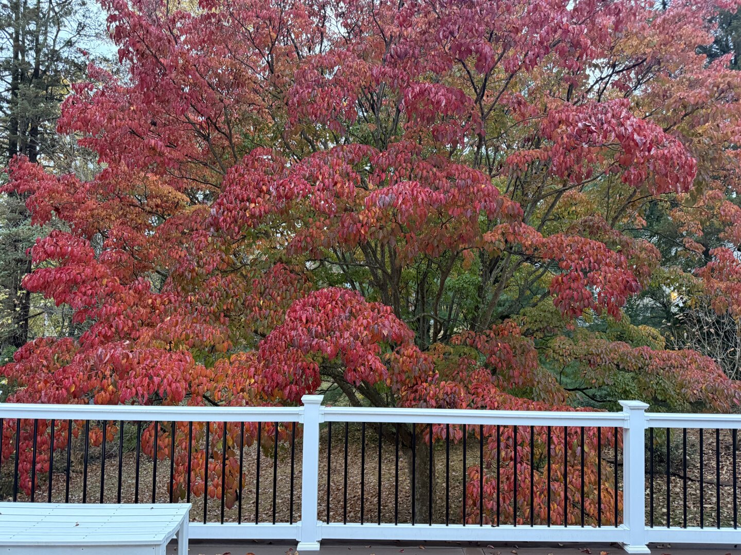 A dogwood tree with red leaves in the autumn just beyond a white deck railing
