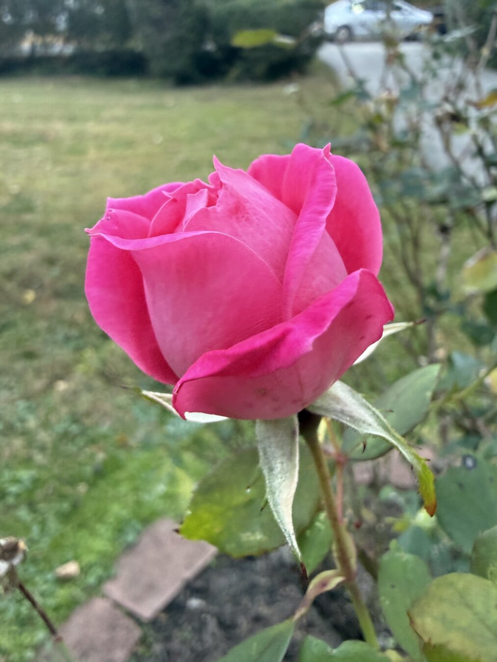 A pinkish rose