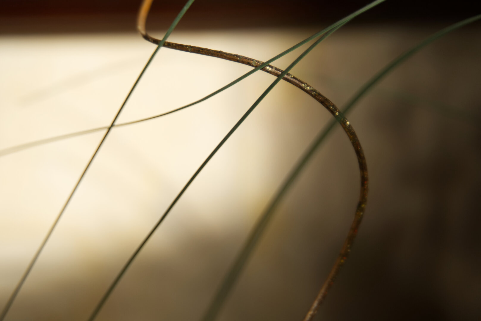 Blades of grass with a thin, gold twist of wood twining through them.