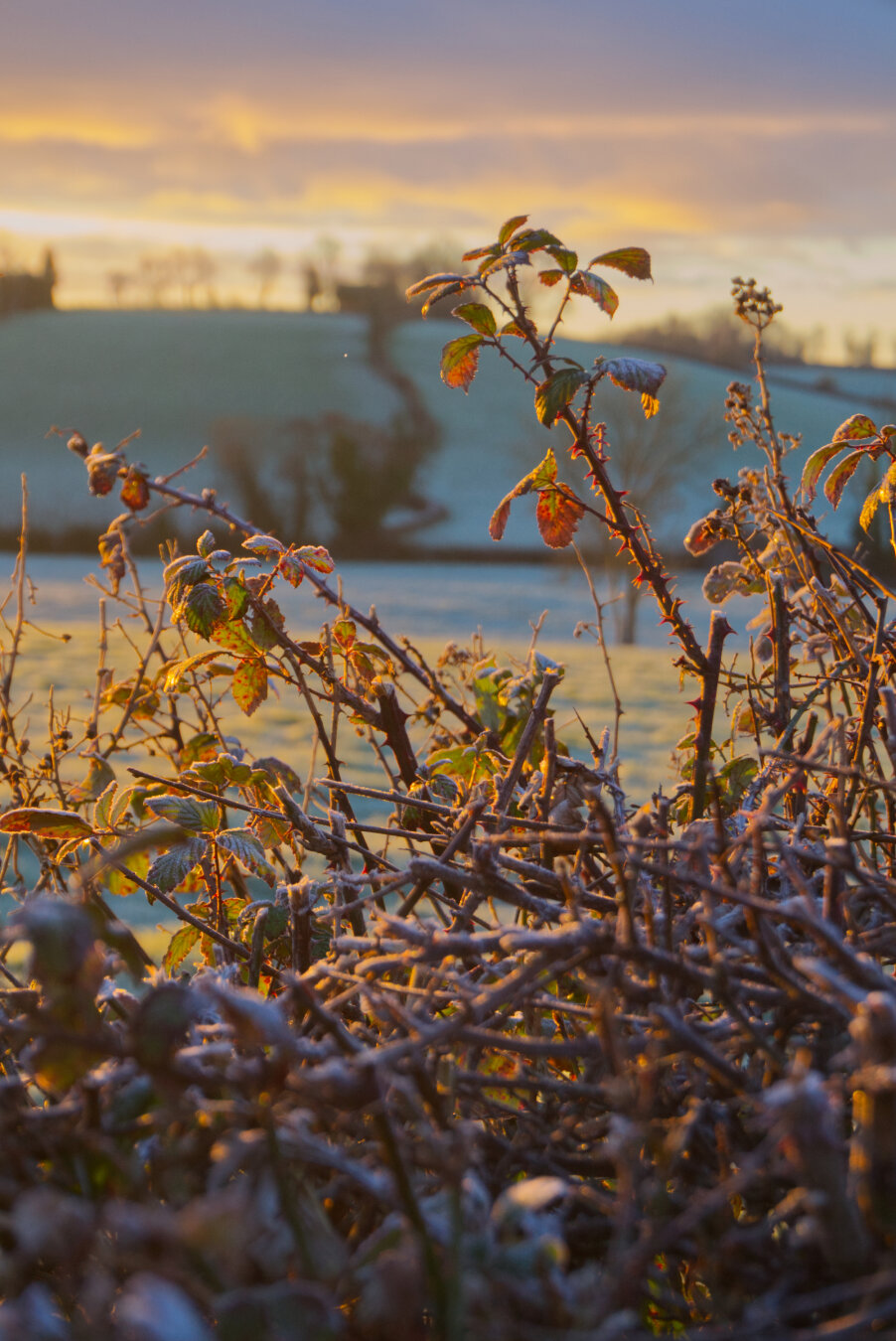Leaves on a hedge with fields in the background, all covered with frost at sunrise.