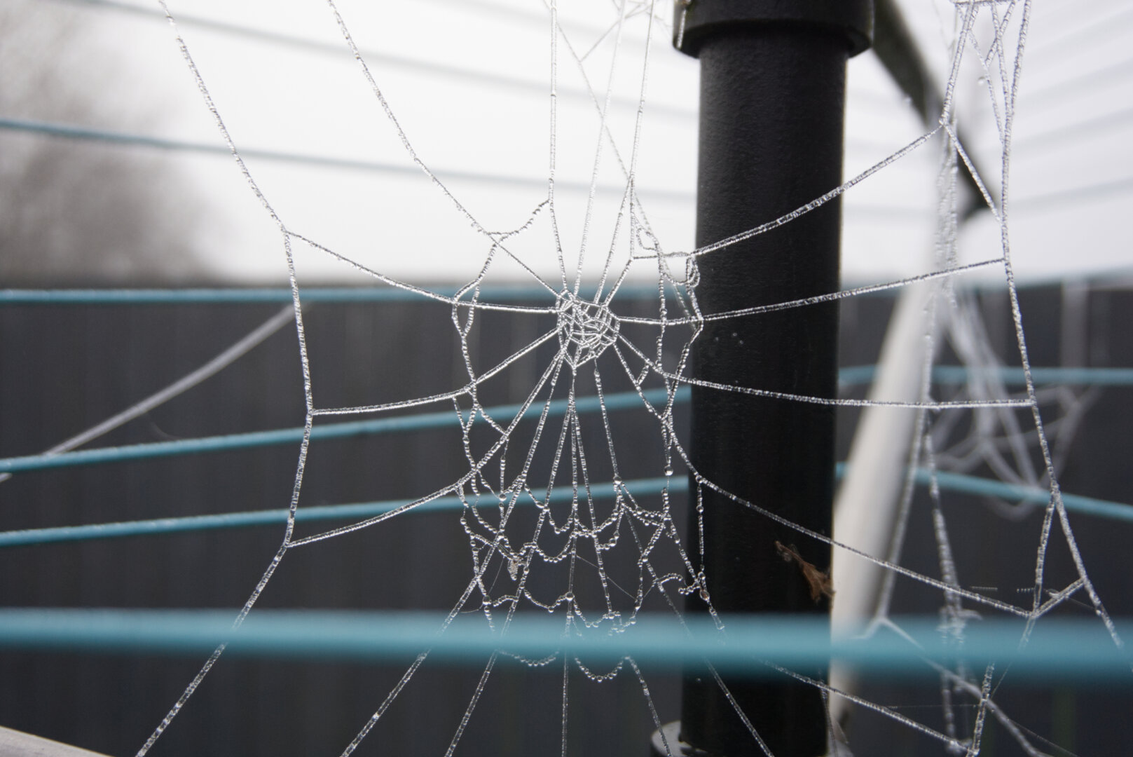 Frozen spider webs strung between the poles and lines of an outdoor laundry hanger.