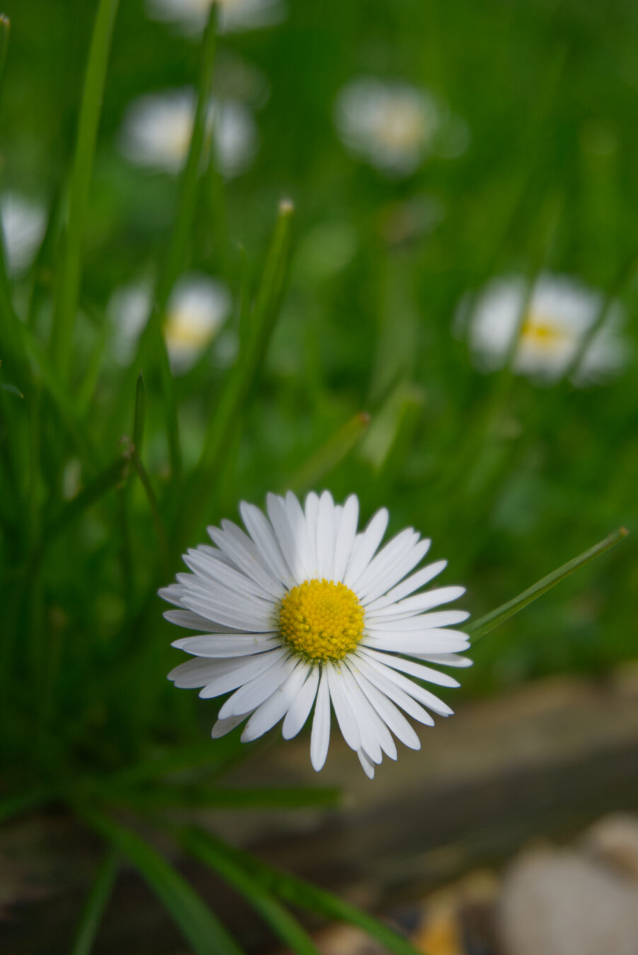 Shallow depth of field close-up of a daisy on a lawn with other daisies in the background.