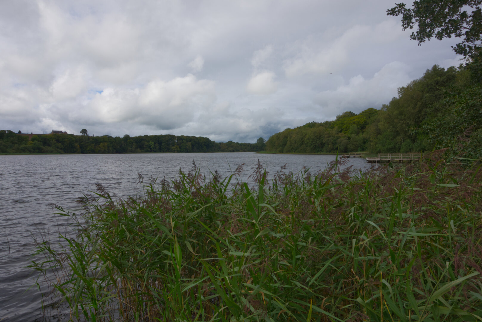 The shore of a lough surrounded by trees, with rushes in the foreground and a cloudy sky.