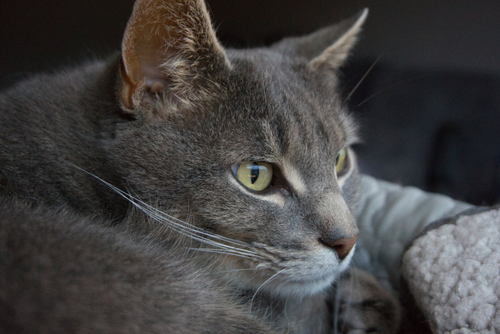 A grey cat, curled up and looking cute.