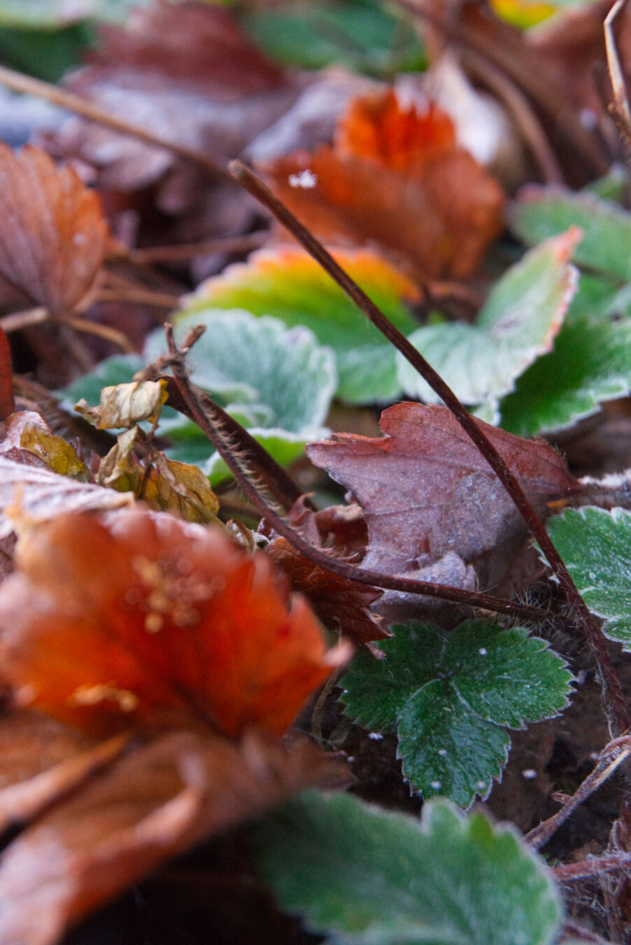 Red, orange and green leaves on strawberry plants coated with a thin layer of frost.
