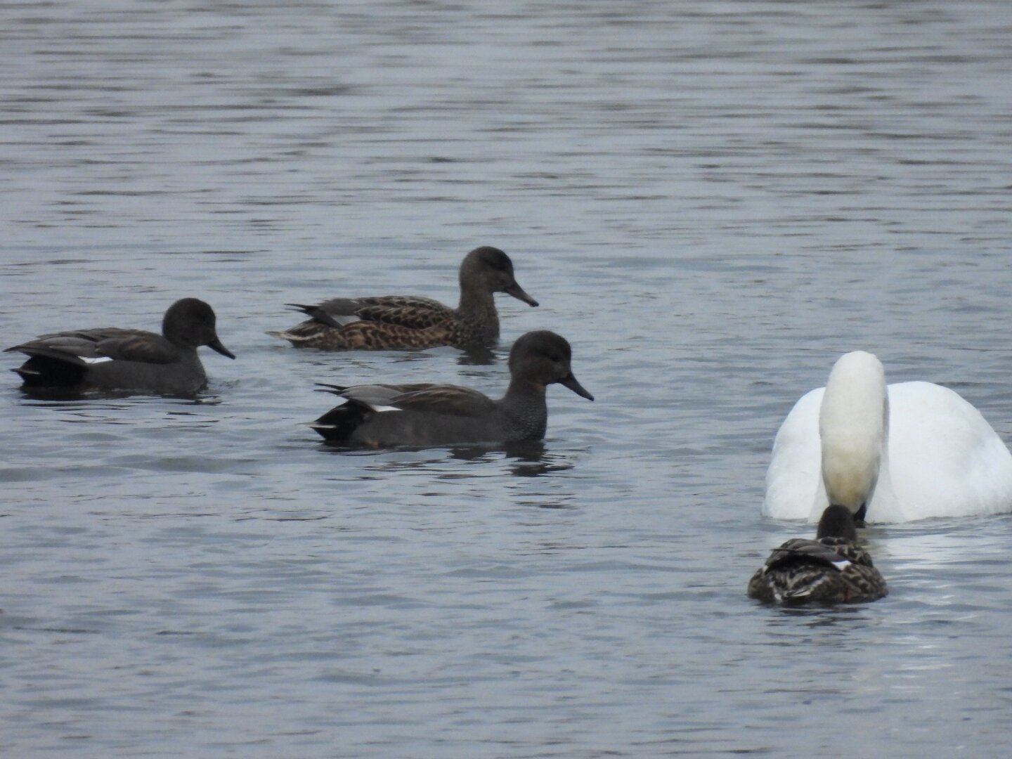 A big white mute swan bows its head  and dips its bill in the water humbly as four magnificent, but smaller, gadwall swim by.