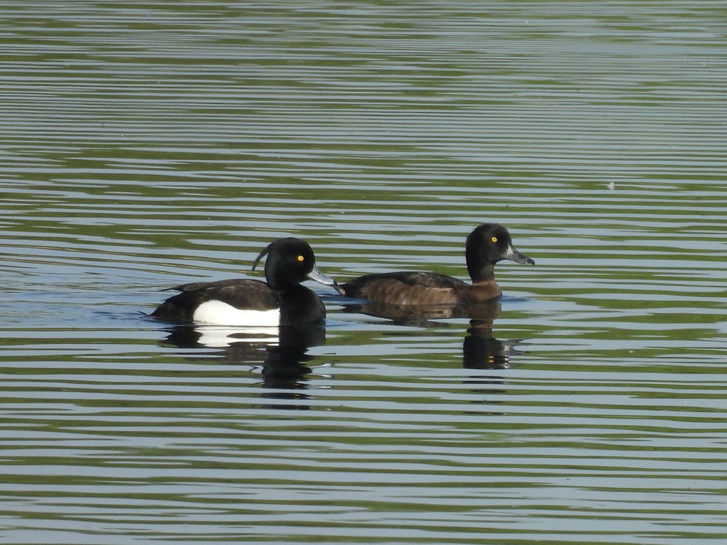 Two tufted ducks, a black male with a white side and an elegent backswept quiff and a more subtle, browner female, swimming on well-lit water that looks striped by the ripples running across it