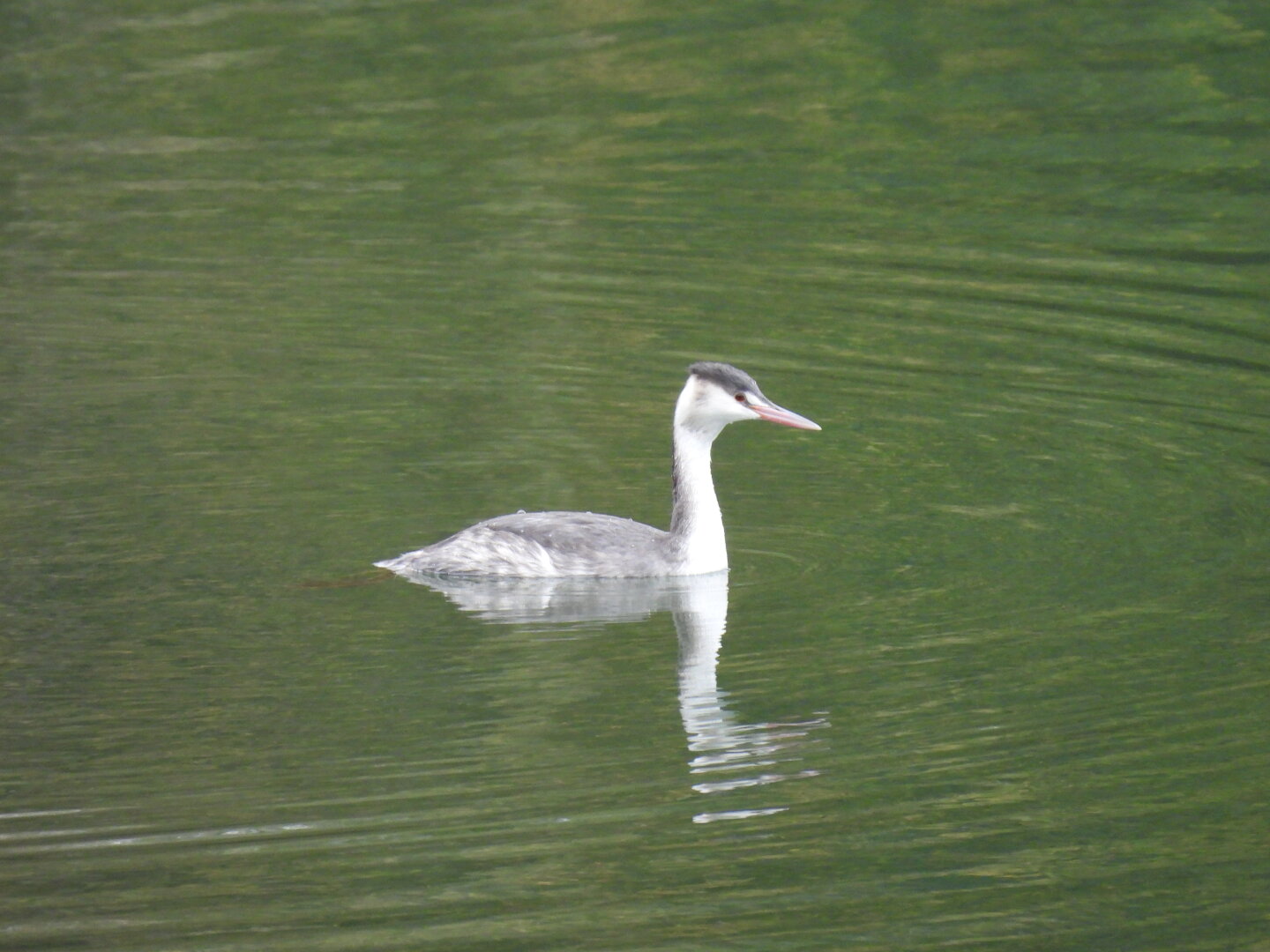 A great crested grebe in winter plumage, its thinned-down head looking especially sharp as a result, floating on still water.