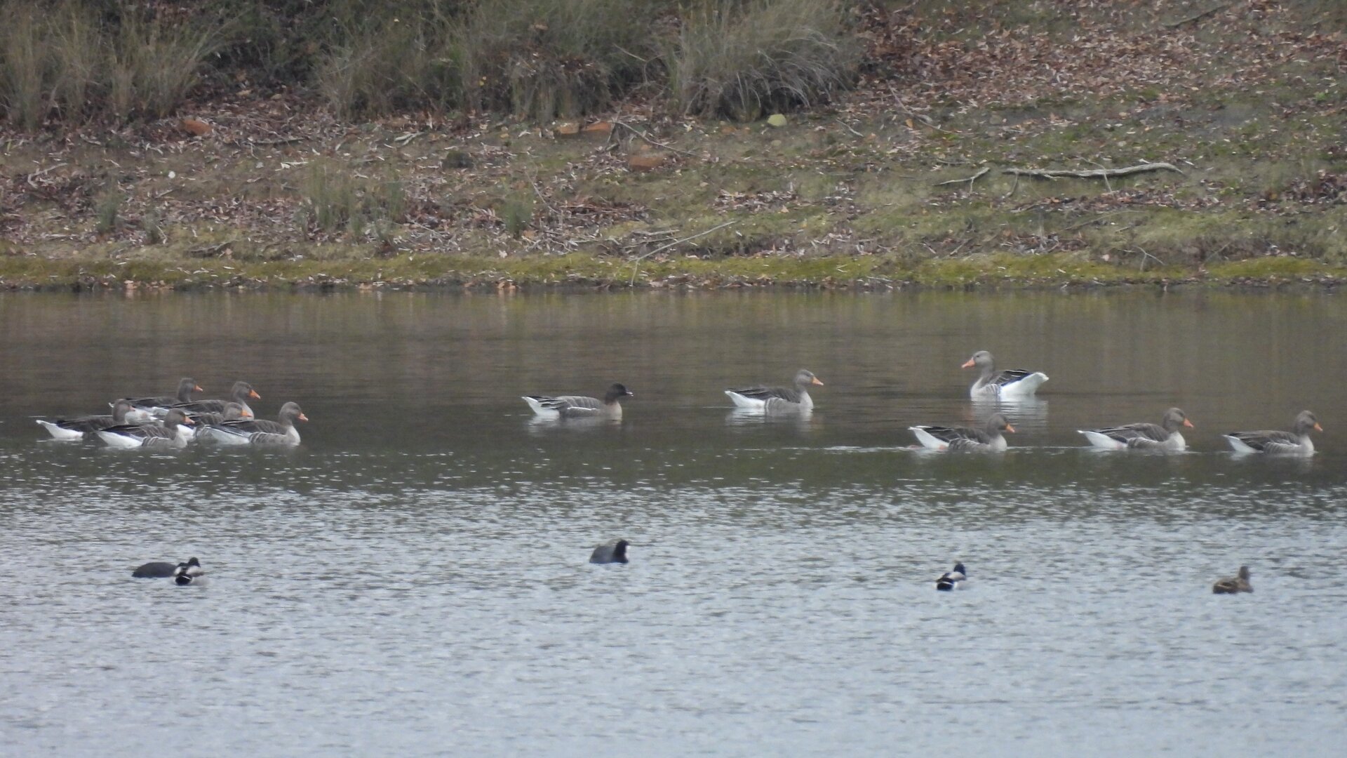 A lake stretches away to a muddy shore.

Behind a trio of screening ducks (and a coot), eleven grey geese swim in a line (one going back the other way from ten of them). Most of the geese are fairly chonky with orange bills. Somewhere in the middle one, with a bit of a gap around it, is slighter and has a dark coloured bill.