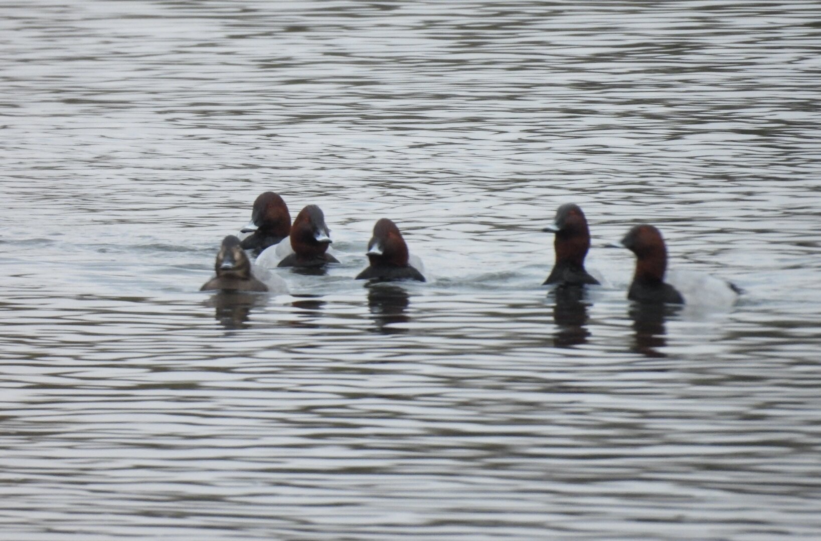 Half a dozen pochard, which are small diving ducks with pale bodies but dark heads and necks, swimming towards you in an ominous looking mob. Things are about to get “real”.
