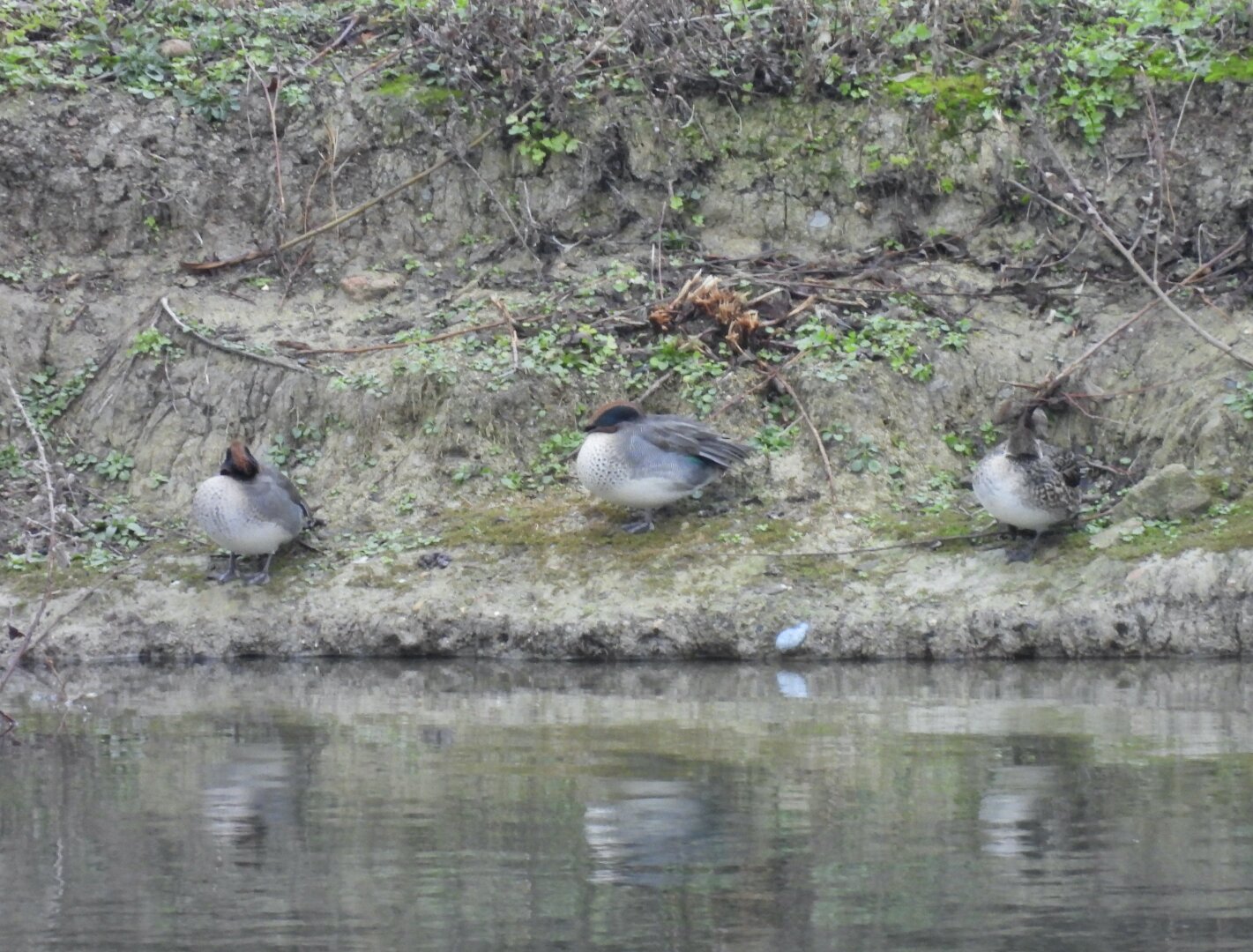 Three small brown ducks with stripes of green on their heads, standing asleep in vaguely “three monkeys”-ish poses on the muddy bank of a lake.