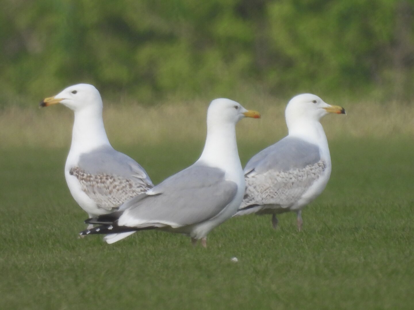 Three big gulls with white heads and silver-grey backs. The one in front is facing right and has silver-grey wings, with black tips and then a bit of white. It has pink legs and a bullish head with a heavy yellow bill that has a red spot on the underside near the end. Behind it and slightly to each side are two similar birds, the one on the right facing right and the one on the left facing left. They both have black tips to their upper bill and mottled brown/white wing feathers.