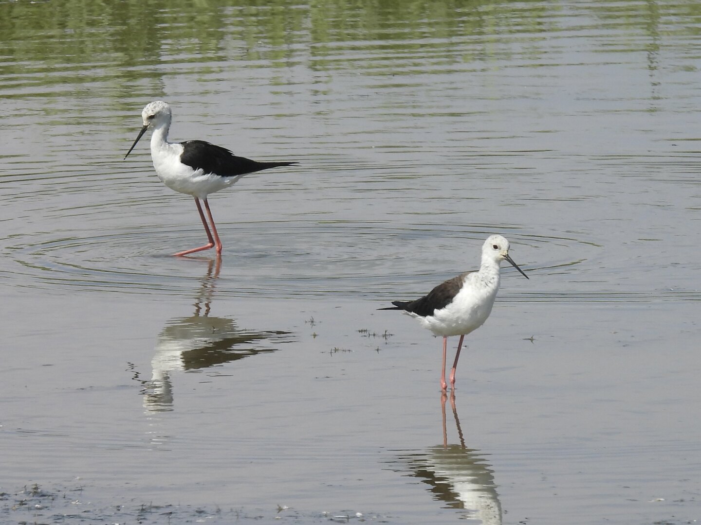 Two black winged stilts standing in still water with clear reflections. They’re skinny white birds with (you guessed it) black winges, and stupidly long pink legs. The one on the left has a glossier black - the male - while the female’s wings are more of a tasteful matt black.