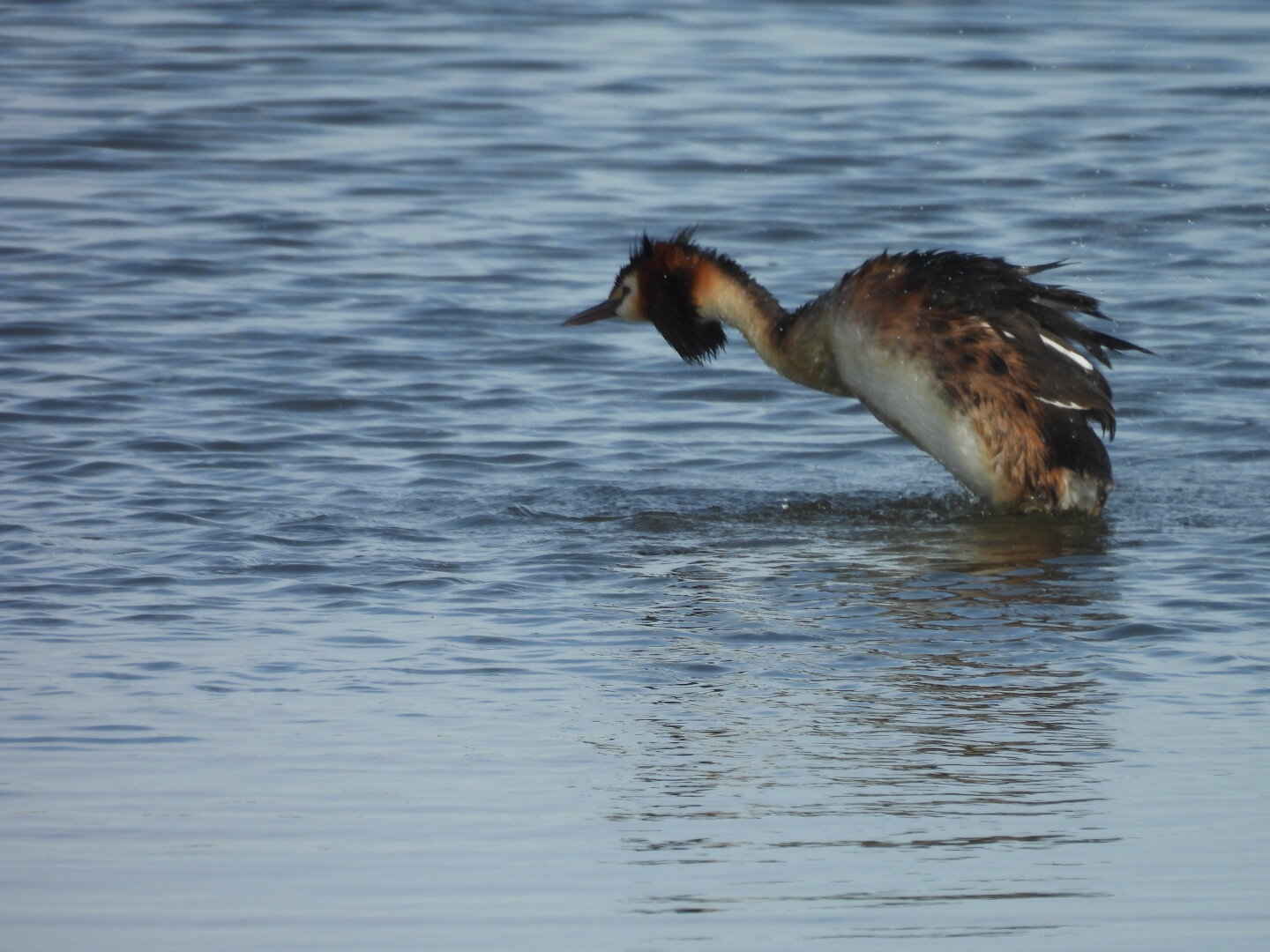 A great crested grebe with its whole body raised out of the water and back arched as it has a good shake.