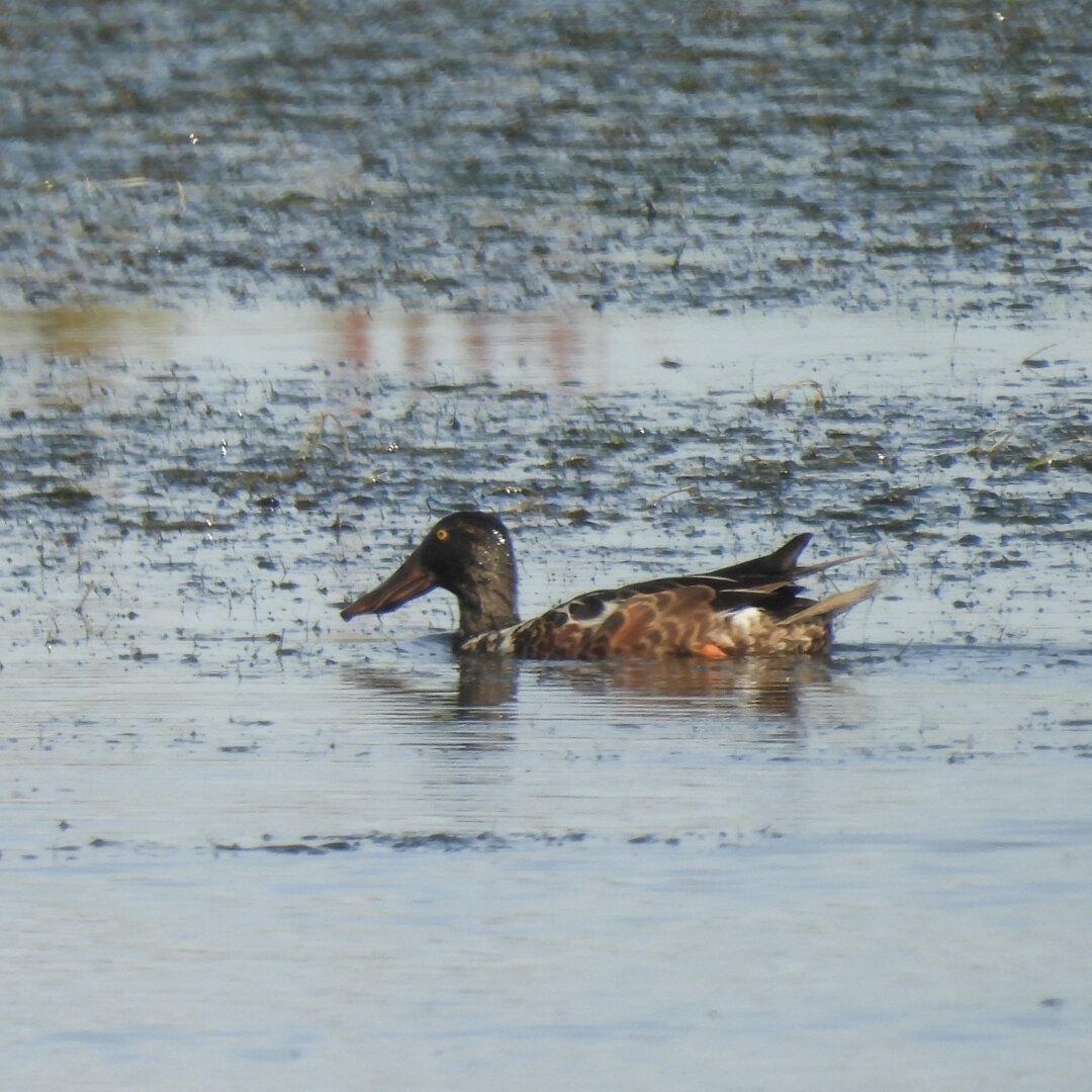 A male shoveler in moult/eclipse plumage, a messy mishmash of browns overlaying the normally white and green bits that makes its eye look big and spaced out.