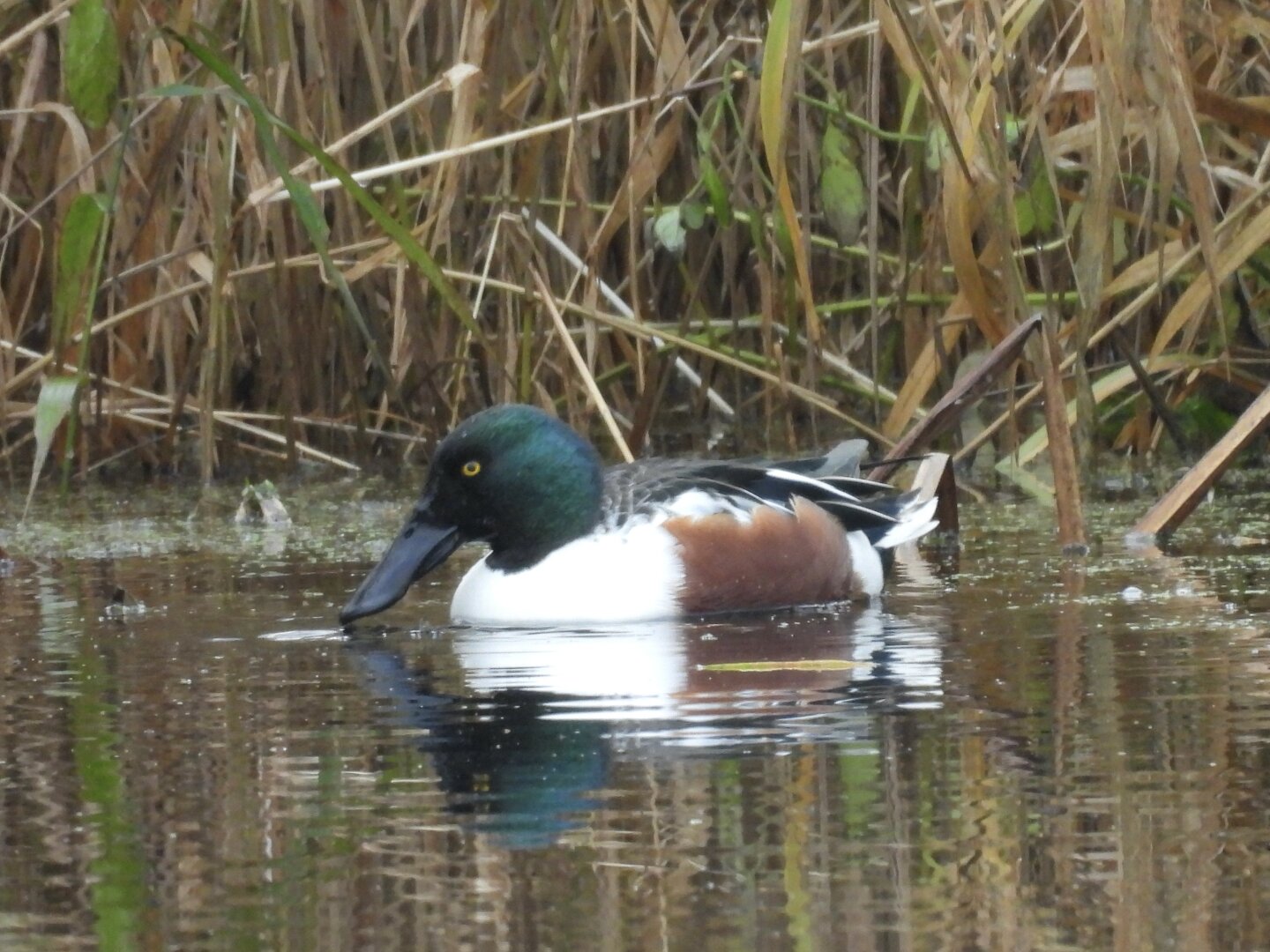 On water in front of some reeds floats a shoveler, prince of ducks, a handsome little fellow with a neat white body flanked in ruddy brown and a bottle-green head fronted by a magnificent broad bill that kind of resembles, well, a shovel.