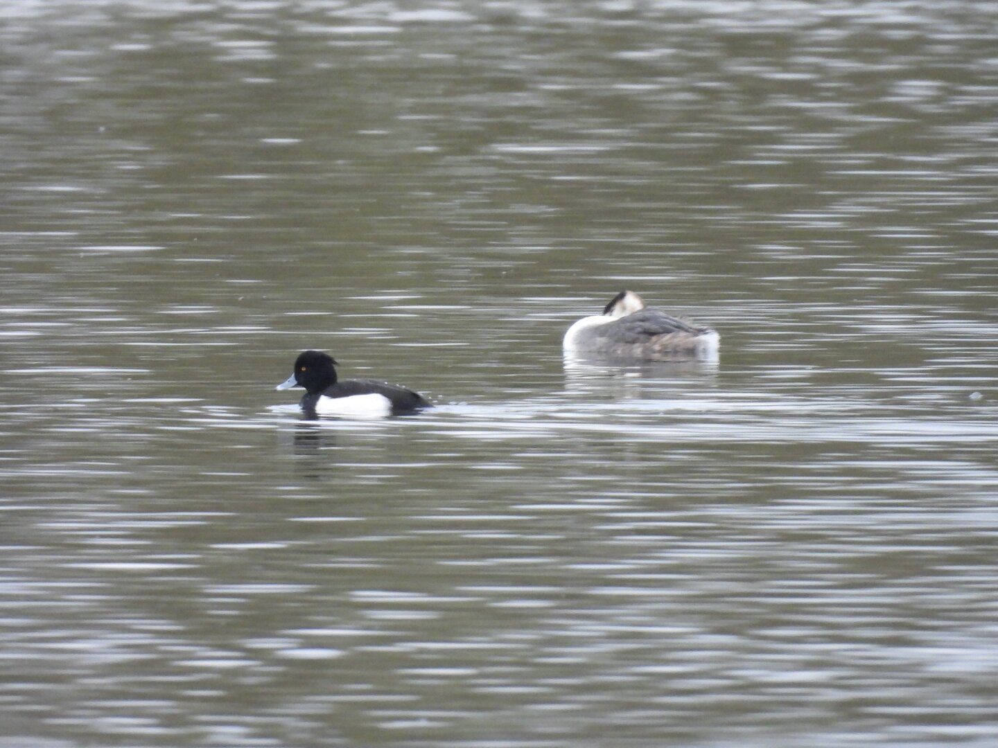 A neat black tufted duck swims confidently past a sleeping great crested grebe that has its head tucked down out of the way