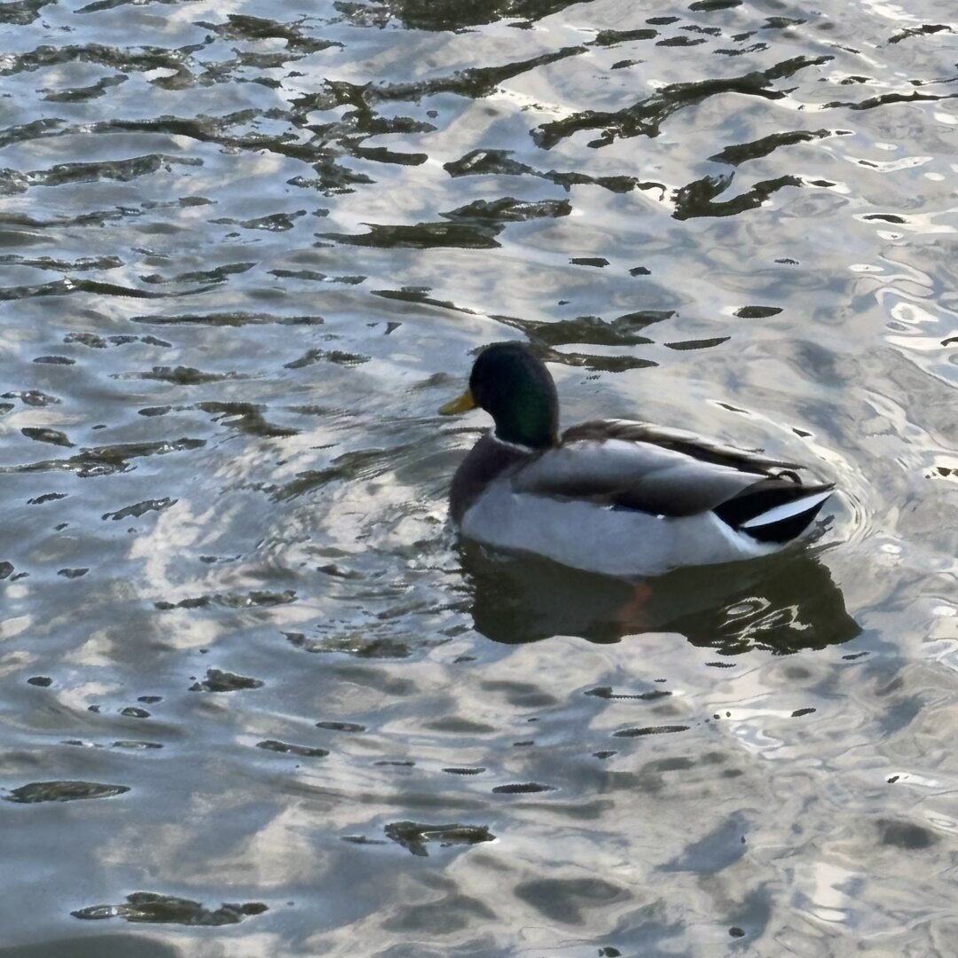 A mallard drake, with neat body and handsome bottle green head, floating on some water, like ducks do.