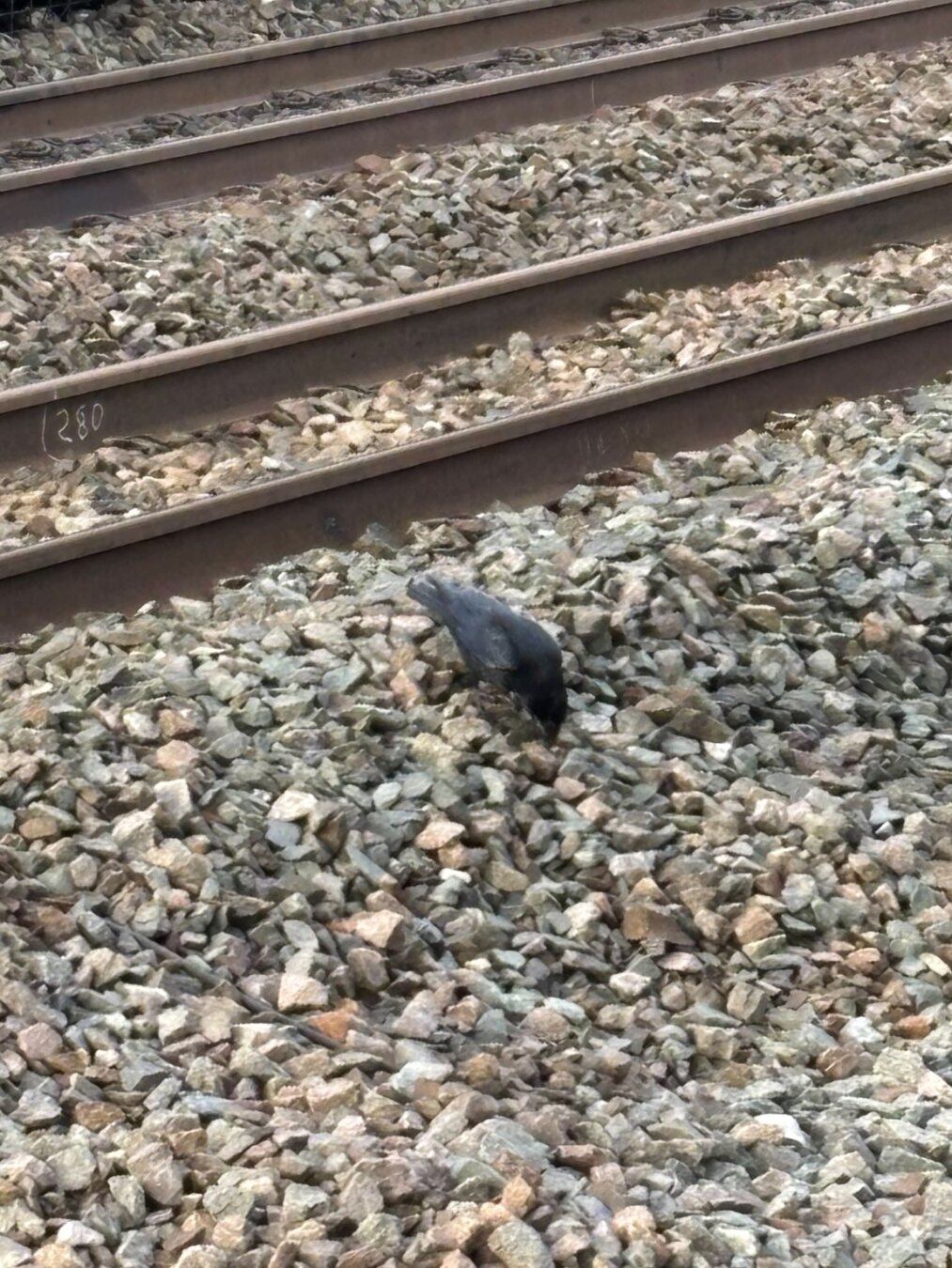 A black carrion crow pecking for food in the ballast of a railway, with tracks visible behind it.