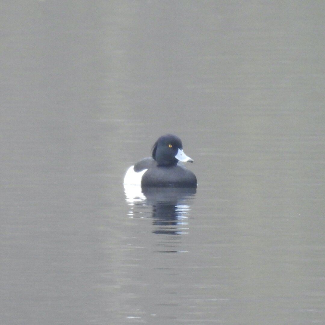 A male tufted duck floating on still water. It is a sleek black diving duck, with a big white patch on its side, a pale bill and a bright yellow eye.