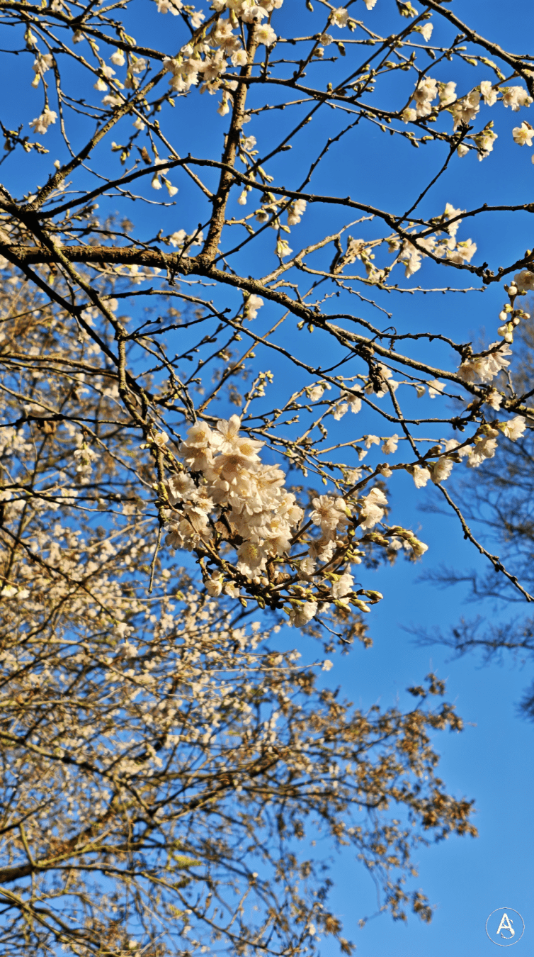 Een Japanse Sierkers in herfstelijke bloei.
Witte bloesem, kale takken, strakblauwe hemel

Eine Japanische Zierkirsche in herbstlicher Blüte. Weiße Blüten, kahle Äste, blauer Himmel