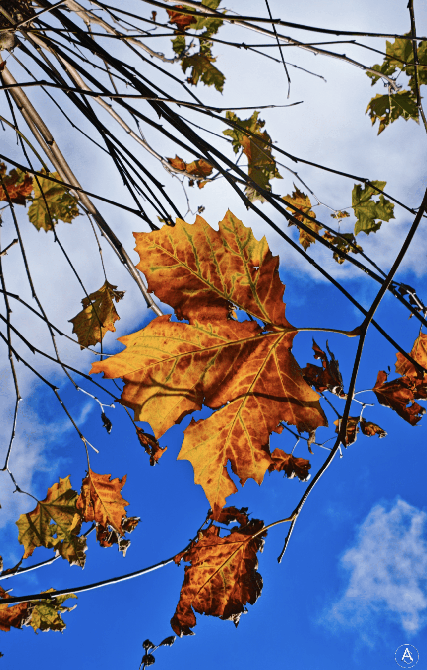 Gekleurde herfstbladeren aan takken met op de achtergrond asymmetrisch witte wolken en een strakblauwe hemel

Farbige Herbstblätter an Zweigen. Im Hintergrund sind weiße Wolken und blauer Himmel zu sehen