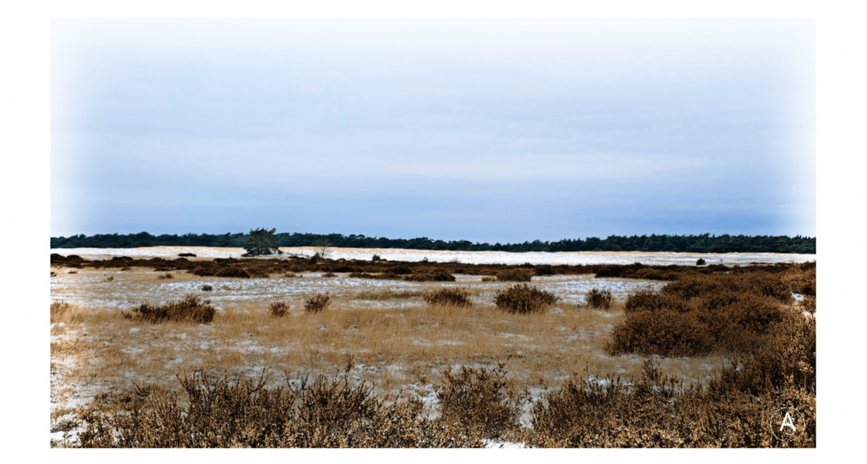 Een winterse impressie van een heide - & zand landschap

Eine winterliche Impression einer Heide - & Sandlandschaft