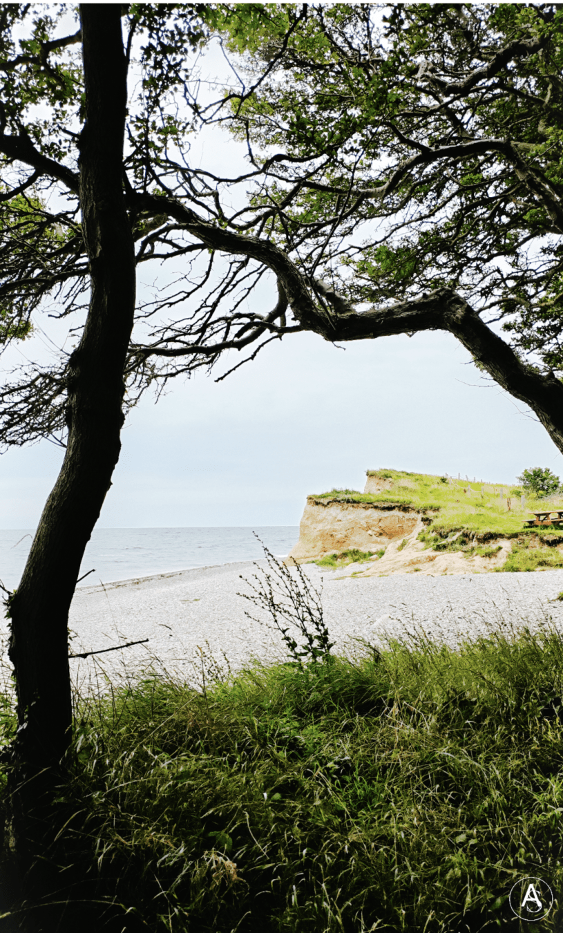 Afgelopen zomer. Een foto vanuit het beukenbos met zicht op Dovns Klint op Langeland in Denemarken. 
Kleicliff begroeit met gras. Strand met keien, zee en lucht.

Letzten Sommer. Ein Foto vom Buchenwald mit Sicht auf Dovns Klint auf Langeland in Dänemark. Tonklippe mit Gras bewachsen, Kieselstrand, See und Himmel.