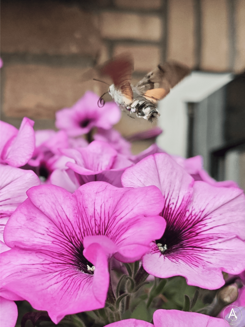 Een colibrivlinder vliegend boven roze petunias

Ein Taubenschwänzchen das über rosa Petunien fliegt