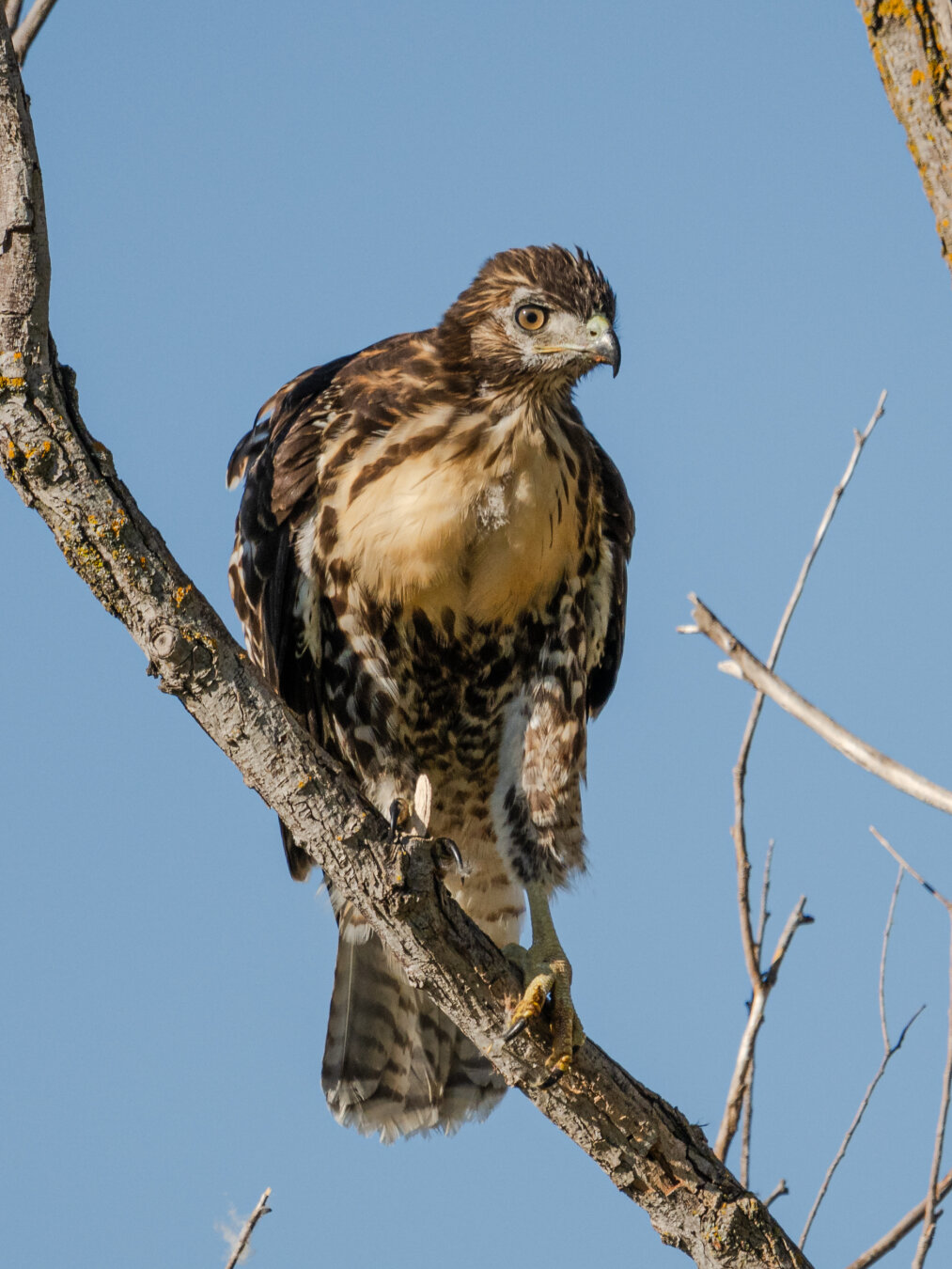 Hawk clinging to a branch