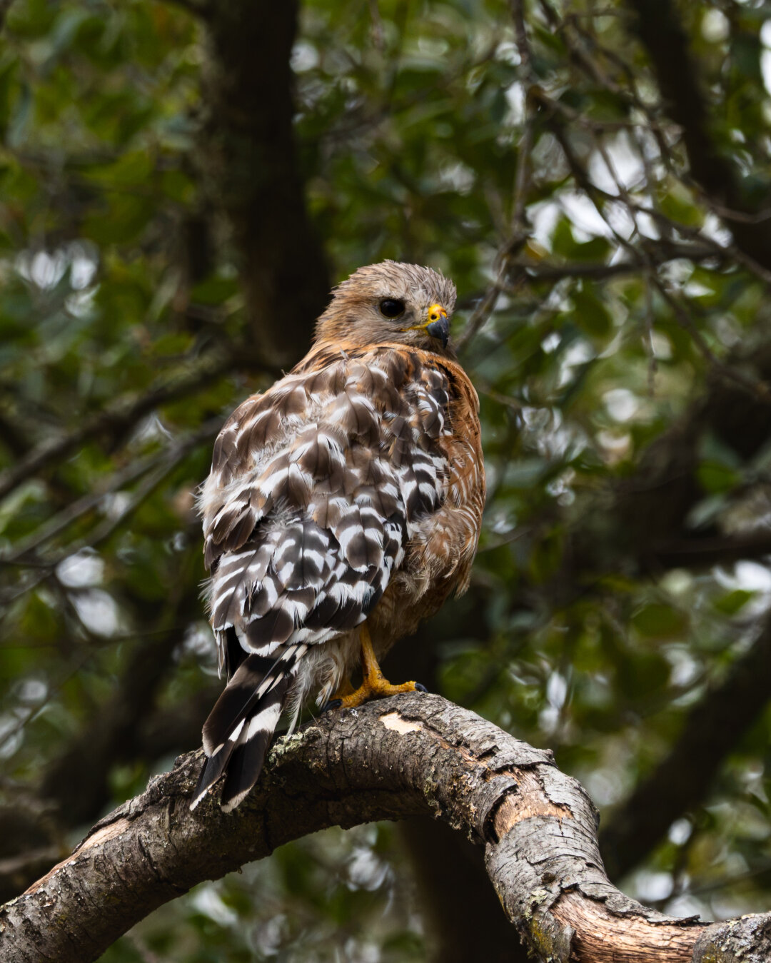Young Red Shouldered Hawk on a tree branch