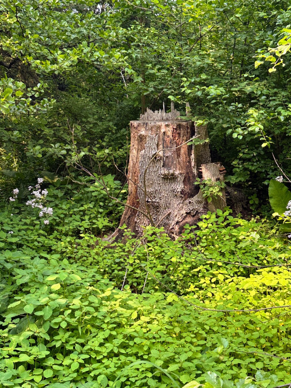 A large tree stump surrounded by low greenery. The stump has a lot of character and a ridge of bark that resembles a city skyline. Background is dense trees and shrubbery.