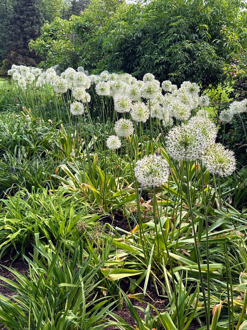 Puffy white alium flowers dominate the middle of the image, with the sharp and angular foliage laying beneath. Background has distant pine trees and other green trees.
