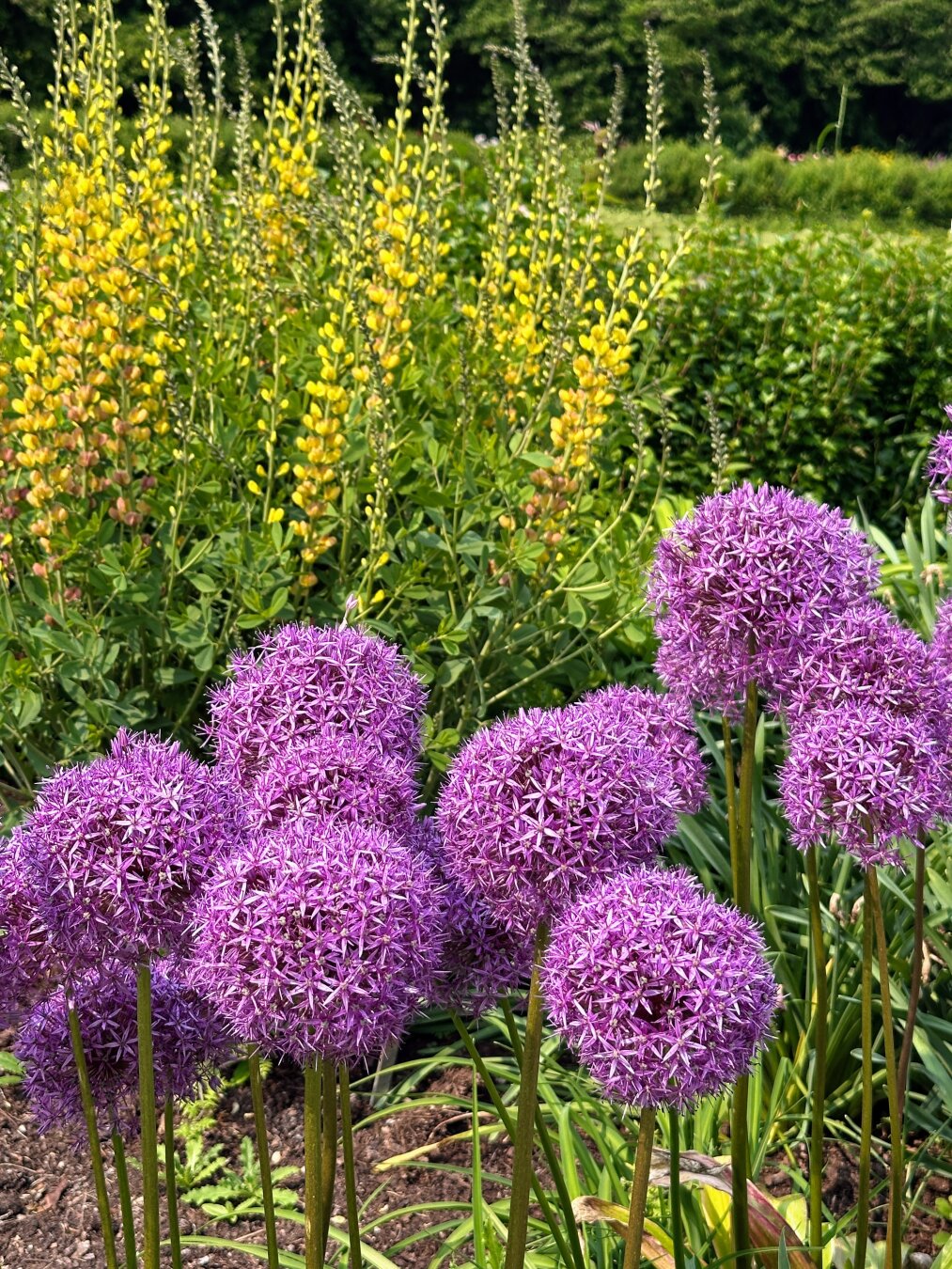Foreground has round purple allium flowers sticking up playfully like lollipops. Midground has a tall flowering plant with yellow petals on vertical stalks. Background is green bushes and distant trees.