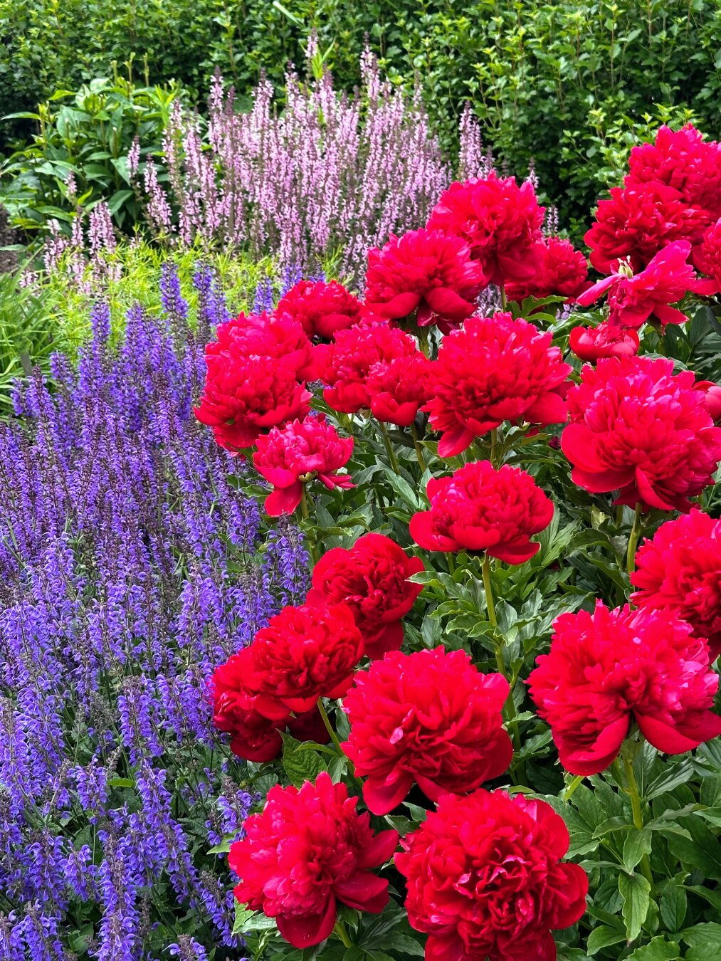 Bunches of bright red peonies growing outdoors, overlapping a purple flower that looks similar to lavender. In the background there is a lighter pink bloom with vertical stalks.