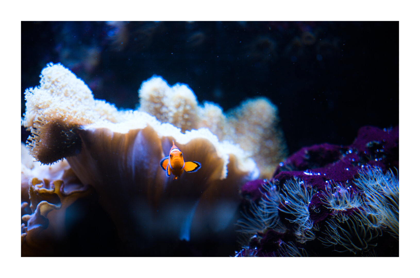 Clowfish in Zagreb Zoo
