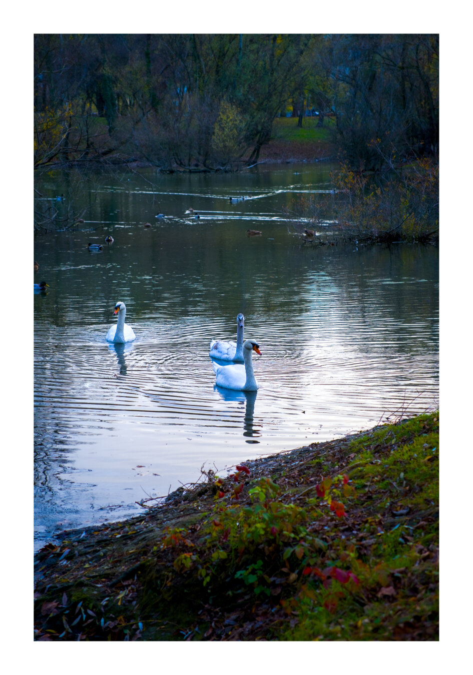 Three swans swimming towards shore of Bundek lake