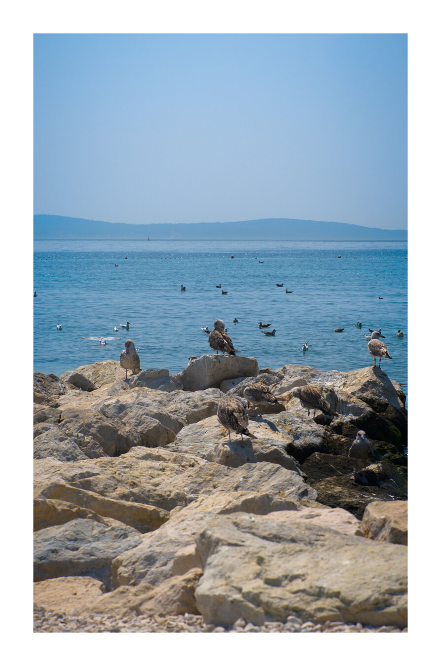 A flock of seagulls in Split, Croatia