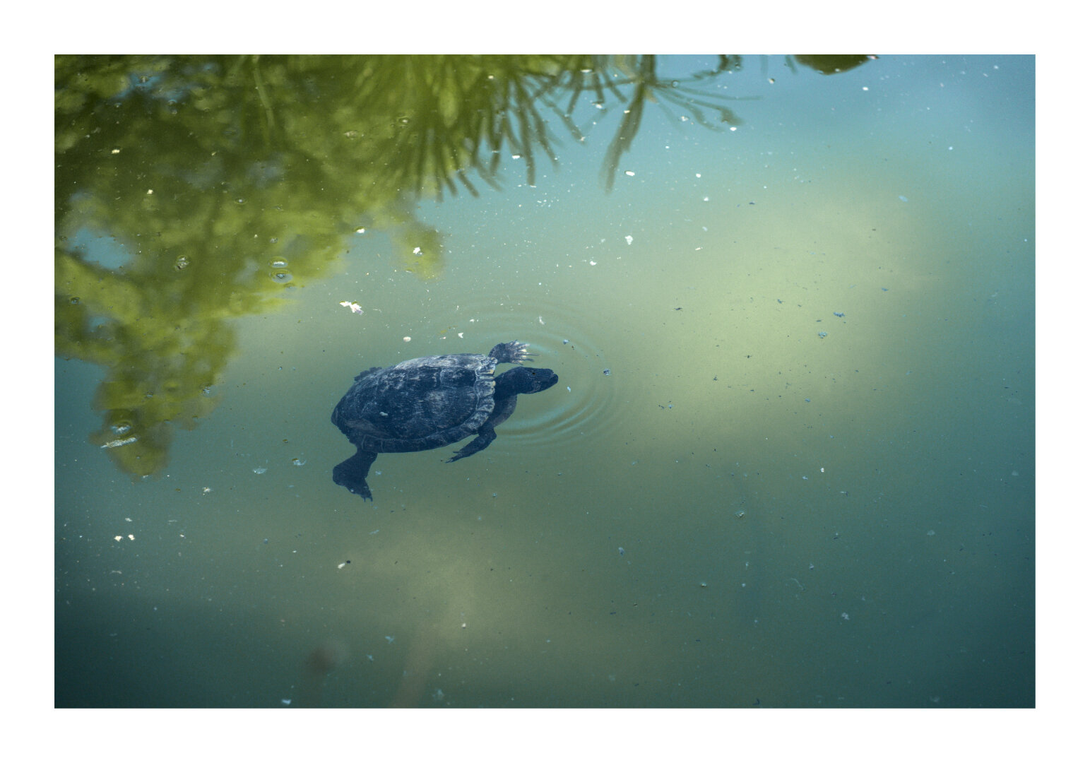 A turtle in a botanical garden