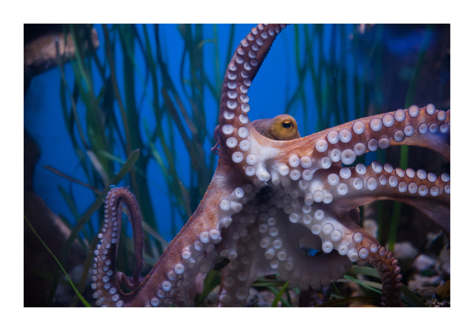 Octopus at Malta National Aquarium
