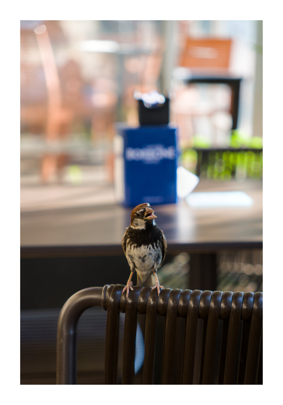 Bird in a café in St Julians