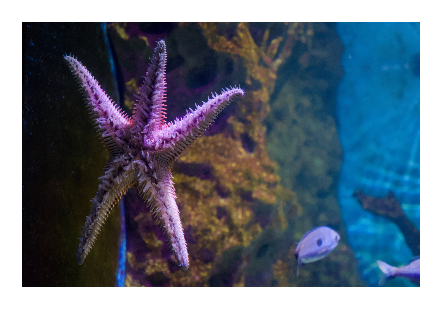 Starfish in Malta National Aquarium
