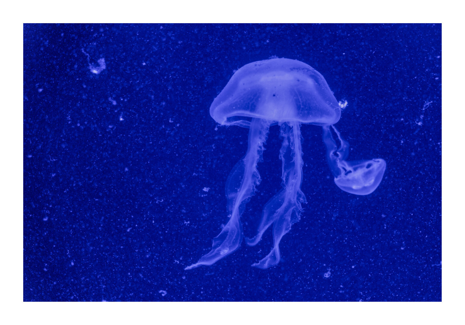 Jellyfish