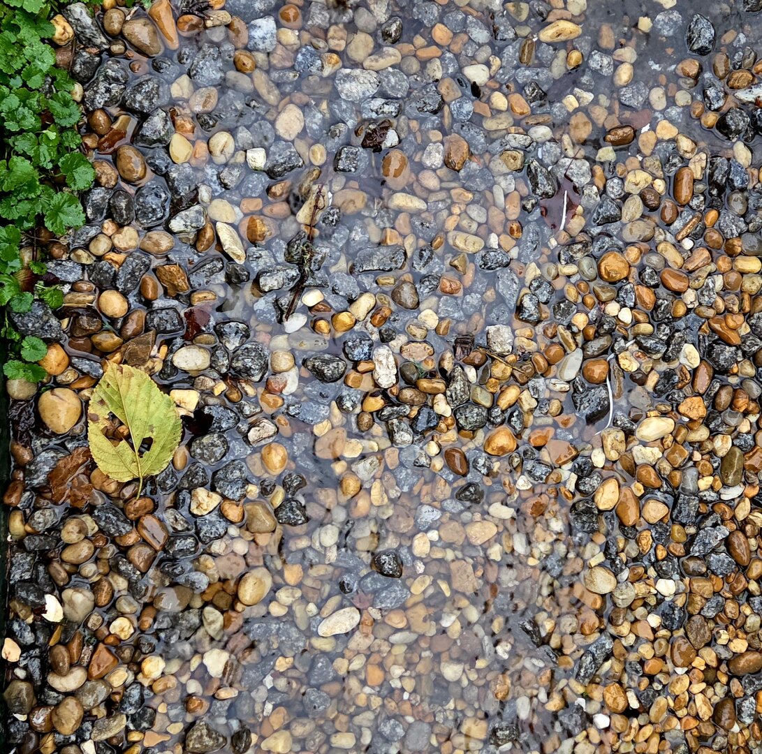 A close-up view of wet gravel after a rain shower, with smooth stones in shades of brown, gray, and tan glistening under puddled water. A single yellow leaf rests among the pebbles near the top left corner, bordered by small green plants.